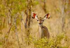 Kudu-Weibachen im Mana Pools Nationalpark &copy; Foto: Renate Kausen | Maik Riede
