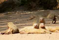 Zebramangusten im Lake Manyara Nationalpark &copy; Foto: S. Schlesinger