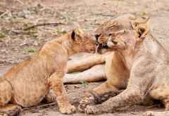 Löwen im Lower Zambezi Nationalpark &copy; Foto: Marco Penzel | Outback Africa