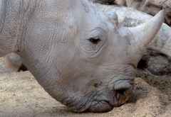 Ants Nest, Breitmaulnashorn &copy; Foto: Jens Doering | Outback Africa