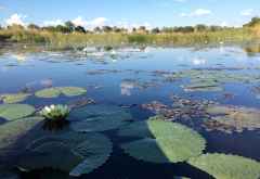 Seerosenteppiche im Okavango-Delta &copy; Foto: Svenja Penzel | Outback Africa