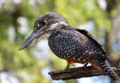 Riesenfischer (Giant Kingfisher), Chobe Nationalpark &copy; Foto: Susanne Schlesinger | Outback Africa