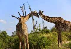 Giraffen im Ruaha Nationalpark &copy; Foto: Ulrike Pârvu | Outback Africa