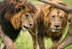 Löwen in der Naboisho Conservancy &copy; Foto: Daniel Griffiths