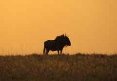 Gnu in der Nata Salzpfanne bei Sonnenaufgang &copy; Foto: Susanne Schlesinger | Outback Africa