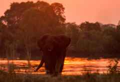 Elefant am Kafue-Fluss &copy; Foto: Marco Penzel | Outback Africa