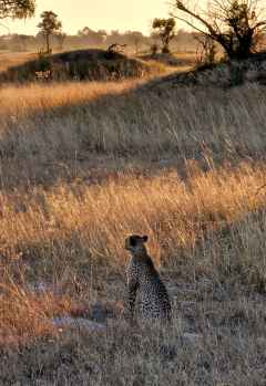 Gepardin mit gut getarntem Nachwuchs im Okavango-Delta, Mokolwane Camp &copy; Foto: Ulrike Pârvu | Outback Africa Erlebnisreisen