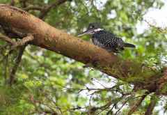 Rieseneisvogel (Giant Kingfisher) am Ufer des Nil, Murchison Fal © Foto: Marco Penzel | Outback Africa