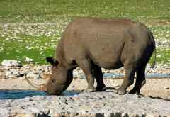 Spitzmaulnashorn im Etosha Nationalpark &copy; Foto: Heidi Lang