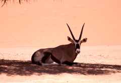 Oryxantilope im Schatten bei Dead Vlei &copy; Foto: Doreen Schütze | Outback Africa