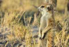 Erdmännchen am Rand der Makgadikgadi-Salzpfannen © Foto: Marco Penzel | Outback Africa