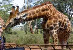 Giraffe Centre Nairobi,  auch Touristen können sich küssen lassen &copy; Foto: Susanne Schlesinger | Outback Africa