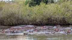 Hippos liegen dicht gedrängelt im flachen Uferbereich des Rufiji-Rivers, Nyerere Nationalpark, Südtansania &copy; Foto: Justine Retzar | Outback Africa Erlebnisreisen