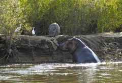 Selous Game Reserve, Flusspferdmama mit Nachwuchs &copy; Foto: Ulrike Pârvu | Outback Africa