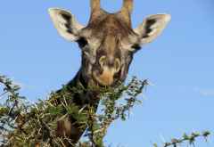 Giraffenportrait, Arusha Nationalpark © Foto: S. Schlesinger