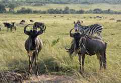 Gnus und Zebras in der Massai Mara &copy; Foto: Susanne Schlesinger | Outback Africa