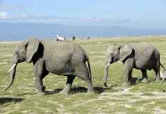 Elefanten im Amboseli NP © Foto: Svenja Penzel | Outback Africa