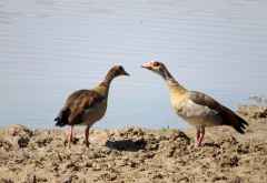 Nilgänse, South Luangwa Nationalpark &copy; Foto: Susanne Schlesinger | Outback Africa