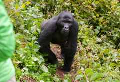 Gorilla-Begegnung im Bwindi Nationalpark, Uganda &copy; Foto: Marco Penzel | Outback Africa