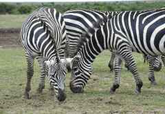 Zebras in der Ol Pejeta Conservancy &copy; Foto: Svenja Penzel | Outback Africa