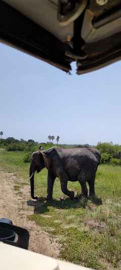 Elefant auf Pirschfahrt, Tarangire Nationalpark &copy; Foto: Justine Retzar | Outback Africa Erlebnisreisen