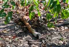 Der Rest des Beutetieres © Foto: Marco Penzel | Outback Africa