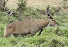 Wasserbock in der Serengeti © Foto: Marco Penzel | Outback Africa