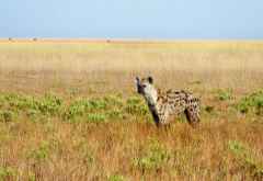 Hyäne in den Liuwa Plains &copy; Foto: René Schmidt | Outback Africa Erlebnisreisen