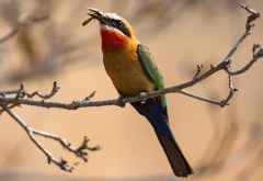 Weißstirnspint (Bienenfresser) im South Luangwa Nationalpark &copy; Foto: Marco Penzel | Outback Africa