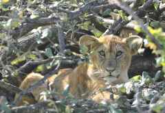 Junger Löwe in einem Baum in der Serengeti &copy; Foto: Marco Penzel | Outback Africa