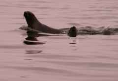 Robbe im Wasser &copy; Foto: Doreen Schütze | Outback Africa