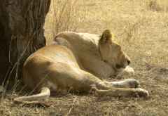 Schlafende Löwin; Serengeti &copy; Foto: S.Schlesinger