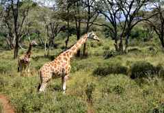 Giraffe Centre Nairobi,  Rothschildgiraffen &copy; Foto: Susanne Schlesinger | Outback Africa