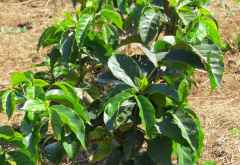 Kilimanjaro Plantation Ltd, Moshi &copy; Foto: S.Schlesinger