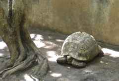 Bio-Ken Schlangenfarm, Schildkröte &copy; Foto: S. Schlesinger | Outback Africa Erlebnisreisen