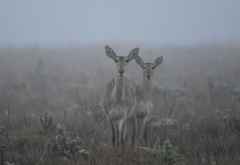 Bergriedböcke im Nebel, Nyika Nationalpark © Foto: Bernd Gerlach