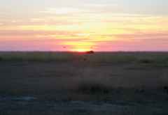 Sonnenuntergang mit Gnu und Geiern &copy; Foto: René Schmidt | Outback Africa Erlebnisreisen