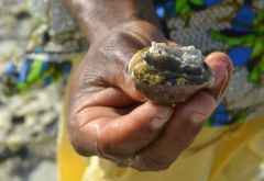Porzellanschnecke (Tiger Cowrie) © Foto: Angelika Krüger | Outback Africa