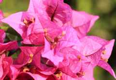 Bougainvillea, Bilene, Mosambik &copy; Foto: Doreen Schütze | Outback Africa
