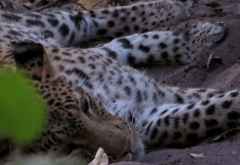 Schlafender Leopard &copy; Foto: Susanne Schlesinger | Outback Africa