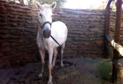 Fiola, ,mein Pferd für heute © Foto: Doreen Schütze | Outback Africa