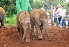 DSWT, die kleinsten Elefanten des Waisenhauses &copy; Foto: Svenja Penzel | Outback Africa