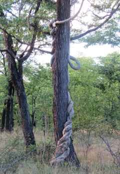 Python Vines, Liwonde Nationalpark &copy; Foto: Susanne Schlesinger | Outback Africa