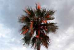 Glühende Palme, Sonnenaufgang im Okavango-Delta &copy; Foto: S.Schlesinger| Outback Africa