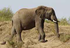 Massai Mara, Elefant &copy; Foto: Judith Nasse | Outback Africa