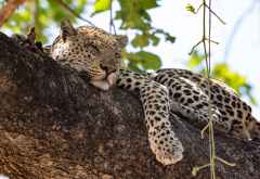 Leopard in South Luangwa &copy; Foto: Marco Penzel | Outback Africa