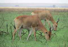 Kuhantilopen in der Serengeti &copy; Foto: S.Schlesinger