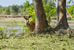 Buschbock vor meinem Chalet in Nkwali. &copy; Foto: Marco Penzel | Outback Africa