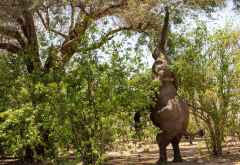 Elefant pflückt Akazien-Samen in Mana Pools &copy; Foto: Marco Penzel | Outback Africa