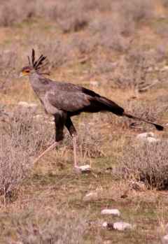 Sekretärsvogel im Etosha Nationalpark &copy; Foto: Doreen Schütze | Outback Africa